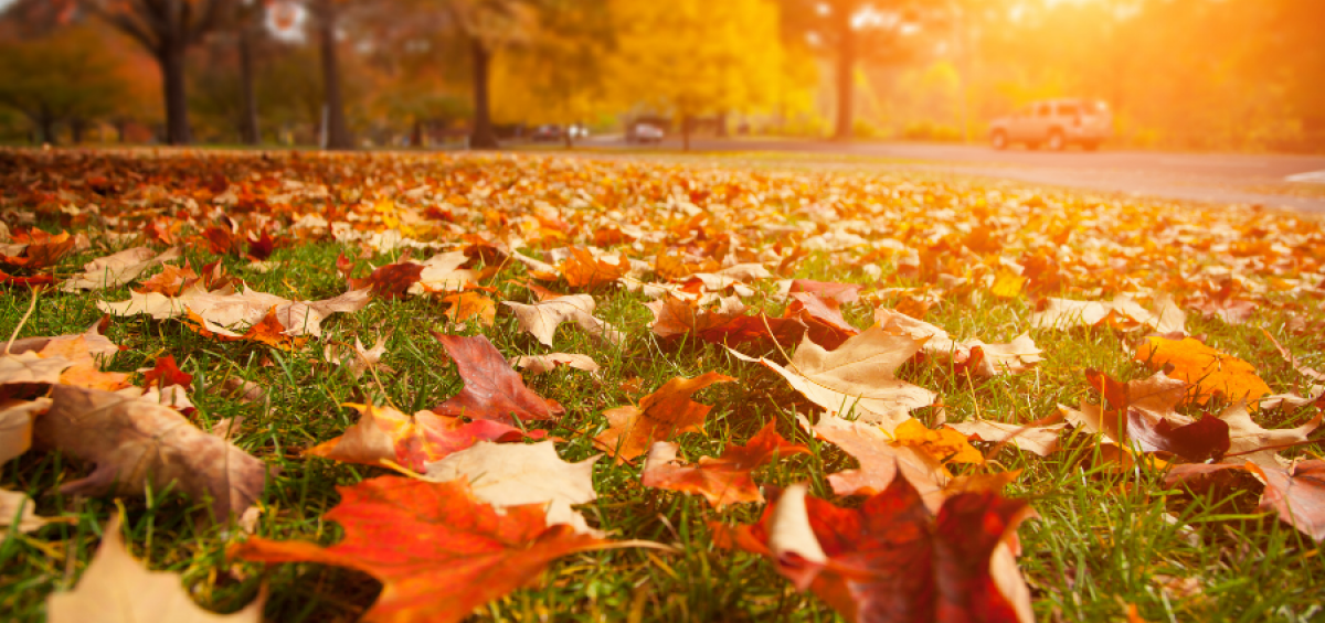 Leaves in a field during Autumn, get acupuncture for fall allergies